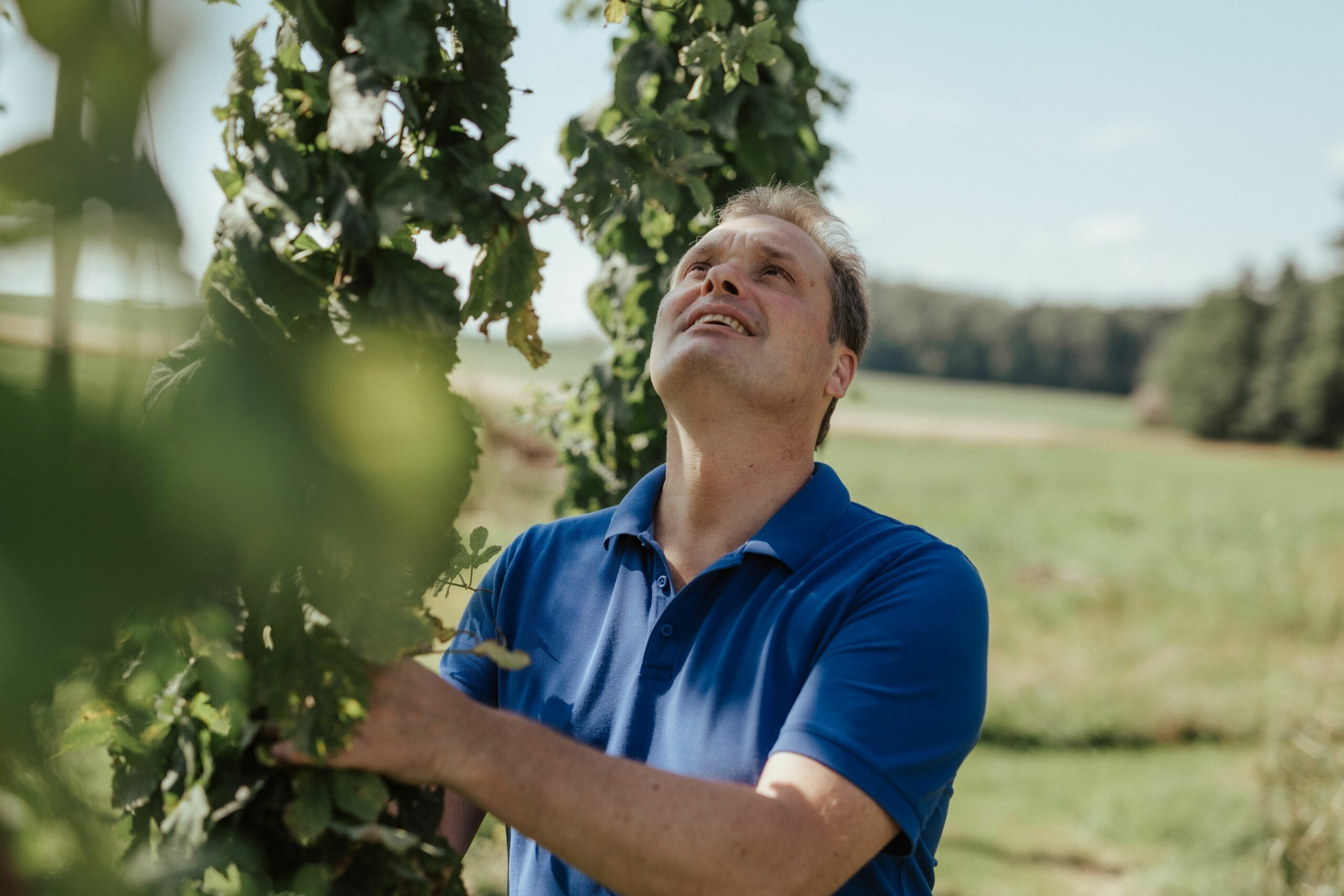 Biohof Erlinger, Brauerei Pfesch, Hopfenranken, Foto: S'INNVIERTEL Tourismus_Matthias Klugsberger
