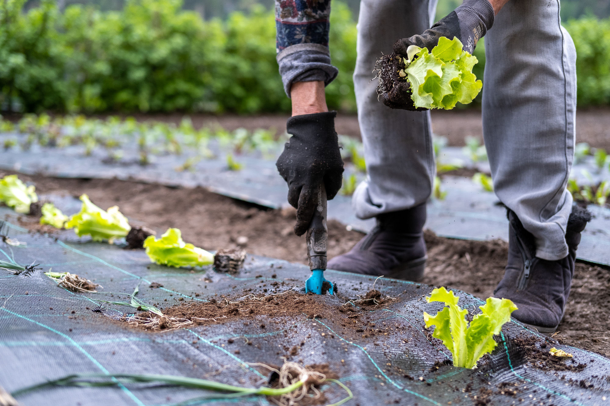 Tuberis, Salatbeet mit Gärtner, FC Tuberis